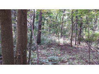 Property photo 10 - Real Estate Auction - 125.5 Acres in 6 Tracts - Tillable Farmland, Country Home, Building Sites, Wooded Land